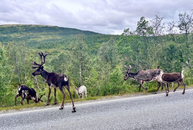 Roadside encounters